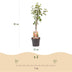 GrünboutiQ Apfelbaum Elstar (Malus domestica) - Topf 21cm, 90cm Bild 3