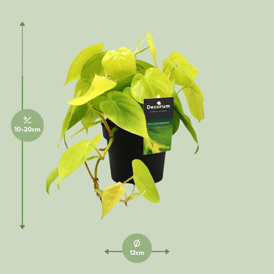 Philodendron Lime – Ø12cm Topf, ca. 20cm hoch