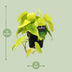 Philodendron Lime – Ø12cm Topf, ca. 20cm hoch Bild 2