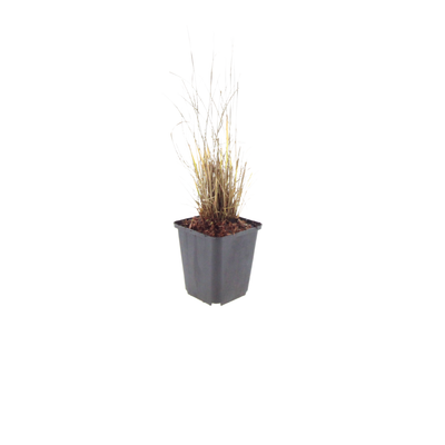 12x Diamantgras (Calamagrostis brachytricha) 10-25cm, Ø9cm