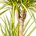 Dracaena Marginata Sunray Ø21cm - ↕100-110cm Bild 2