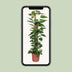 Epipremnum Pinnatum Mosstok 120cm: Üppige Zimmerpflanze für Ihr Zuhause Bild 6