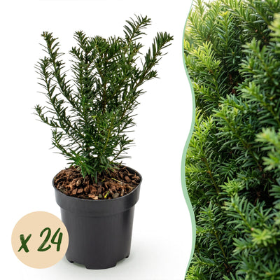 Green boutiQ - 24x Taxus baccata - Eibe - Heckenpflanzen - Immergrün - Grün - Topf 9cm - Höhe 20-30cm