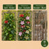 12x Regenbogen Kletterpflanze Passiflora Tricolour Rosa/Weiss/Lila Ø9cm Bild 6