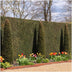 Eibenhecke (Taxus baccata) - 1 Meter, 6 Pflanzen, winterhart Bild 3