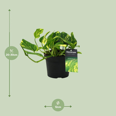 Scindapsus N'joy Gold Topf 12cm, Höhe 25cm