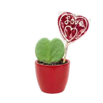 Sweetheart Pflanzen-Set – Grünes Mini-Geschenk – Topf & Pflanze – Rot