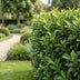 Green boutiQ - 16x Prunus laur. Caucasica - Lorbeer-Kirsche - Heckenpflanzen - Immergrün - Grün - Topf 9cm - Höhe 25-35cm Bild 11