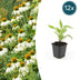 Echinacea 'White Swan' - 12x Weiße Sonnenhut, 10-25cm hoch Bild 1