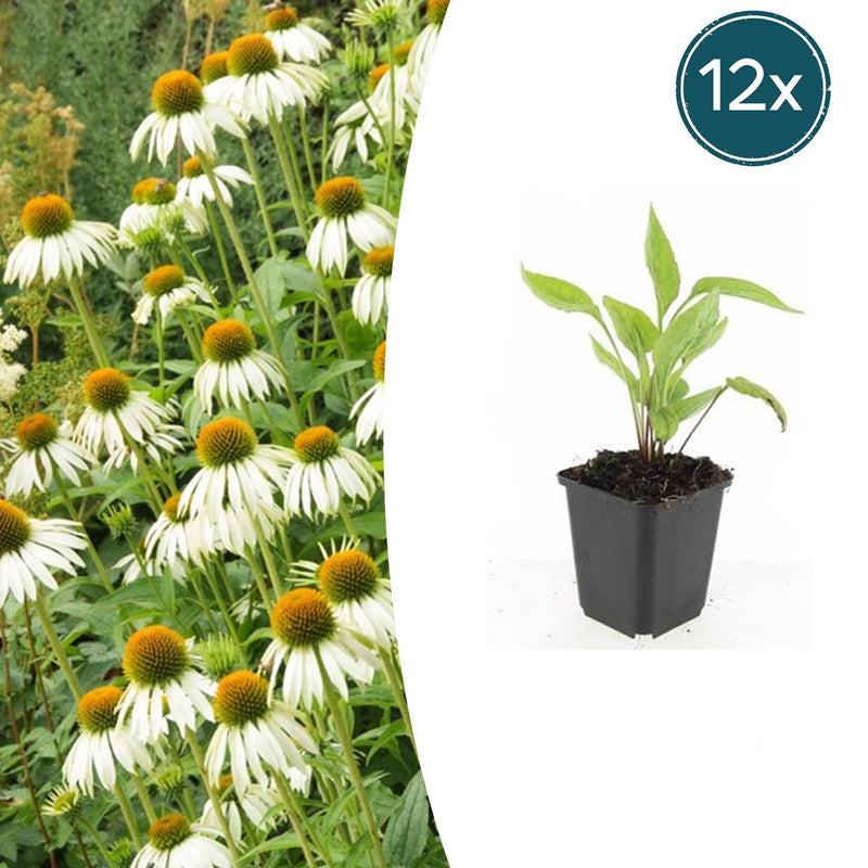 Echinacea 'White Swan' - 12x Weiße Sonnenhut, 10-25cm hoch