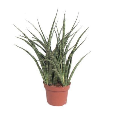 Sansevieria Fernwood Punk: Pflegeleichte Zimmerpflanze im Ø12cm Topf