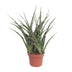 Sansevieria Fernwood Punk: Pflegeleichte Zimmerpflanze im Ø12cm Topf Bild 1