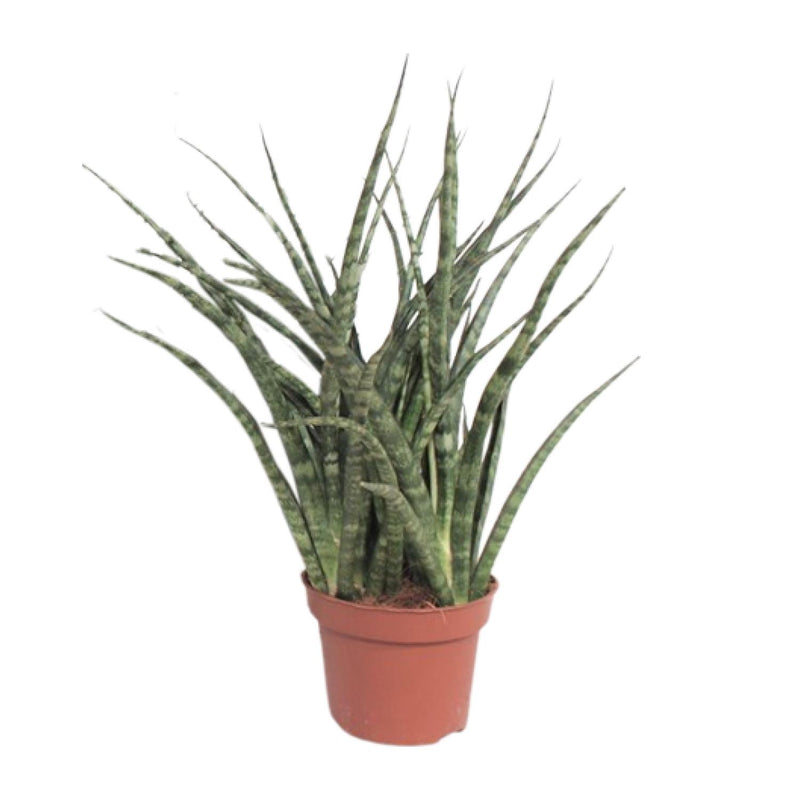 Sansevieria Fernwood Punk: Pflegeleichte Zimmerpflanze im Ø12cm Topf