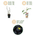 Dornenlose Brombeere 'Thornless Evergreen' - 6 Pflanzen im Topf Bild 4