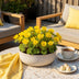 GreenboutiQ Eranthis Cilicica Blumenzwiebeln: Gelbe Frühblüher, 25 Stück Bild 4