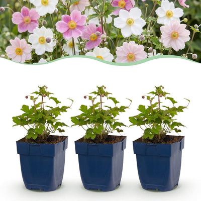 Green boutiQ - Perennial - Anemone Tricolor - Autumn Anemone - Shade - Dark Pink - Pink - White - 12 Plants - Pot 11cm - Height 15-25cm