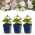 Green boutiQ - Perennial - Anemone Tricolour - Autumn Anemone - Shade - Dark Pink - Pink - White - 12 Plants - Pot 11cm - Height 15-25cm Bild 8