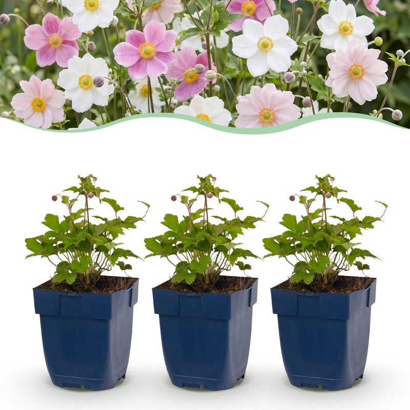 Green boutiQ - Perennial - Anemone Tricolour - Autumn Anemone - Shade - Dark Pink - Pink - White - 12 Plants - Pot 11cm - Height 15-25cm