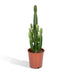 Euphorbia Ingens (Kaktus) Ø24cm, ↕60-80cm – Exotische Deko für Ihr Zuhause Bild 1