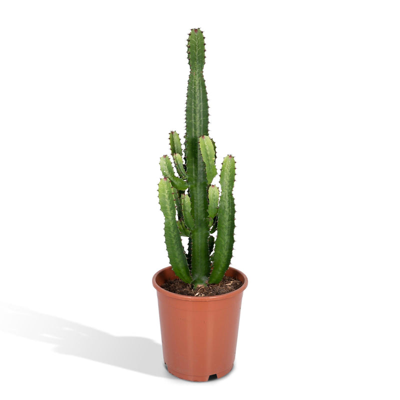 Euphorbia Ingens (Kaktus) Ø24cm, ↕60-80cm – Exotische Deko für Ihr Zuhause