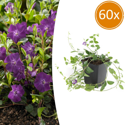 60x Vinca minor 'Atropurpurea' - Bodendecker mit lila Blüten, 10-25cm