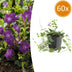 60x Vinca minor 'Atropurpurea' - Bodendecker mit lila Blüten, 10-25cm Bild 1
