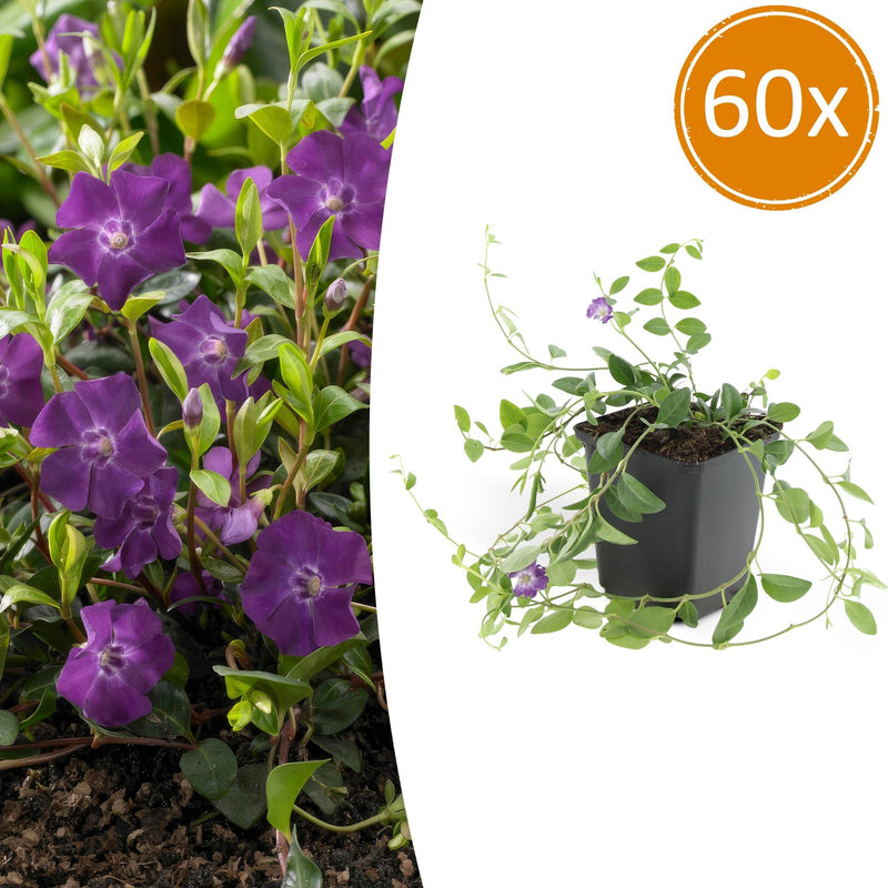 60x Vinca minor 'Atropurpurea' - Bodendecker mit lila Blüten, 10-25cm