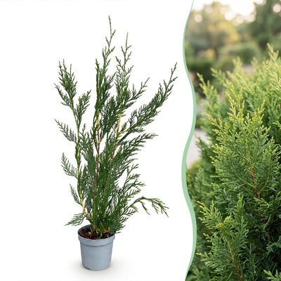 Green boutiQ - 16x Cupressocyparis leylandii 2011 - Leylandii - Heckenpflanzen - Immergrün - Grün - Topf 9cm - Höhe 30-40cm