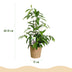 Dracaena surculosa | Zimmerpflanze im 17cm Topf | 60-70cm Bild 3