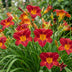 Green boutiQ - Perennial - Hemerocallis Autumn Red - Daylily - Bee and Butterfly Attractors - Red - 6 Plants - Pot 11cm - Height 15-25cm Bild 12