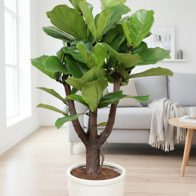 Verzweigte Geigenfeige (Ficus Lyrata), 120cm, Topf Ø27cm