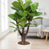 Verzweigte Geigenfeige (Ficus Lyrata), 120cm, Topf Ø27cm Bild 2