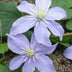 4x Clematis Justa, Fliederblüten, 65cm Höhe, Ø15 Topf Bild 3