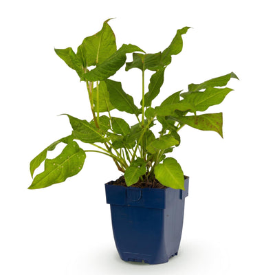 Green boutiQ - Perennials - Persicaria amplexicaulis - Knotweed - Shade - Red - 1 Plant - 11cm Pot - 15-25cm Height