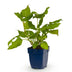 Green boutiQ - Stauden - Persicaria amplexicaulis - Knöterich - Schatten - Rot - 1 Pflanze - Topf 11cm - Höhe 15-25cm Bild 1