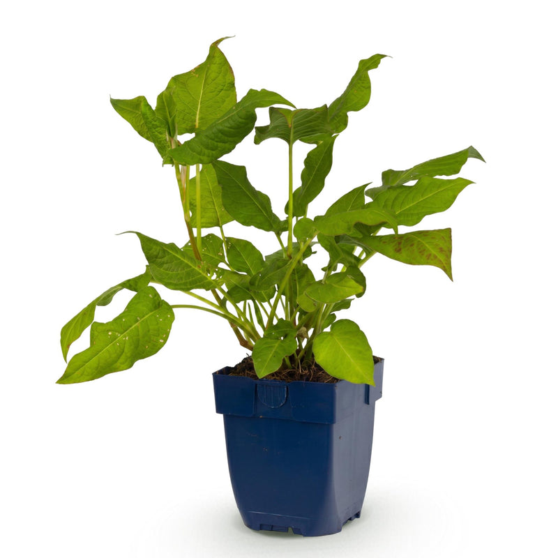 Green boutiQ - Stauden - Persicaria amplexicaulis - Knöterich - Schatten - Rot - 1 Pflanze - Topf 11cm - Höhe 15-25cm