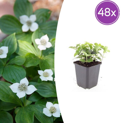 48x Cornus canadensis - ↕10-25cm - Ø9cm