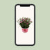 Dianthus Pink Kisses 17cm Topf, 40cm Höhe, Pink-Lila Blüten Bild 5