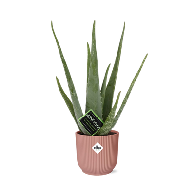 Aloe Vera 12cm im ELHO Vibes Fold Topf 14cm Rosa