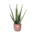 Aloe Vera 12cm im ELHO Vibes Fold Topf 14cm Rosa Bild 1