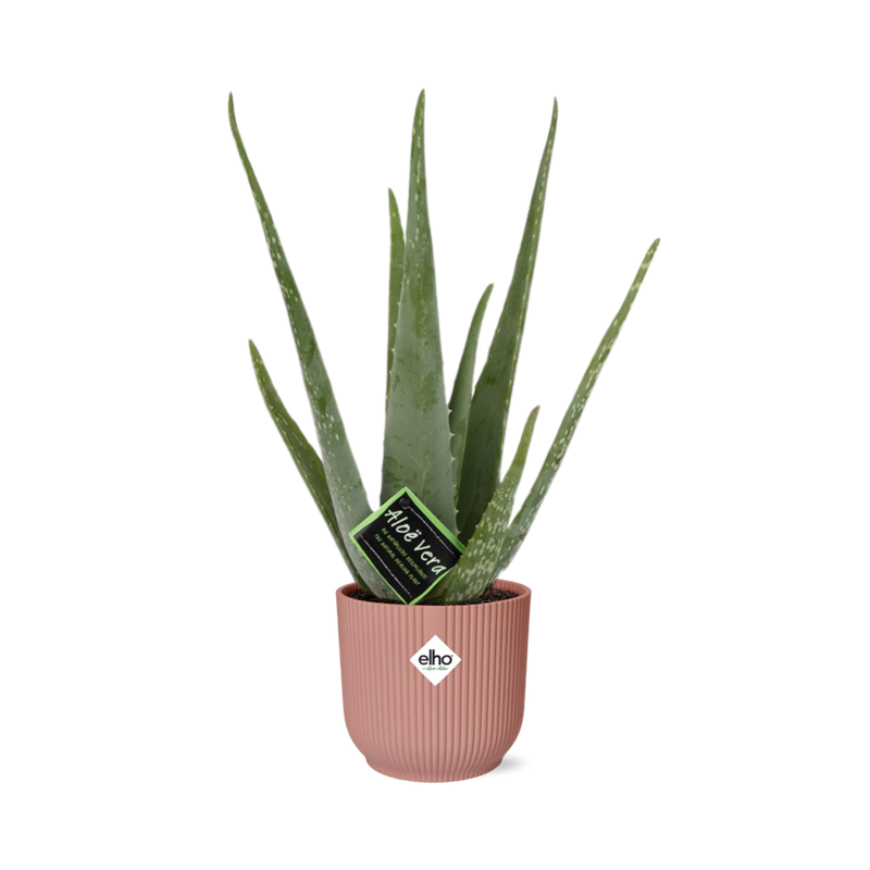 Aloe Vera 12cm im ELHO Vibes Fold Topf 14cm Rosa