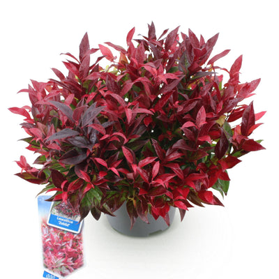 GreenboutiQ - Garden Plant - Leucothoe Zeblid - Red - 1 Plant - Evergreen - Low Maintenance - Pot 17cm Height 45cm
