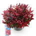 GreenboutiQ - Gartenpflanze - Leucothoe Zeblid - Rot - 1 Pflanze - Immergrün - Wenig Pflege - Topf 17cm Höhe 45cm Bild 2