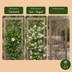 4x Sternjasmin (Trachelospermum jasminoides), weiß, Kletterpflanze, Ø9cm, ↕35cm Bild 5