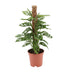 Monstera Monkey - Ø17cm Topf - ca. 60cm hoch Bild 1