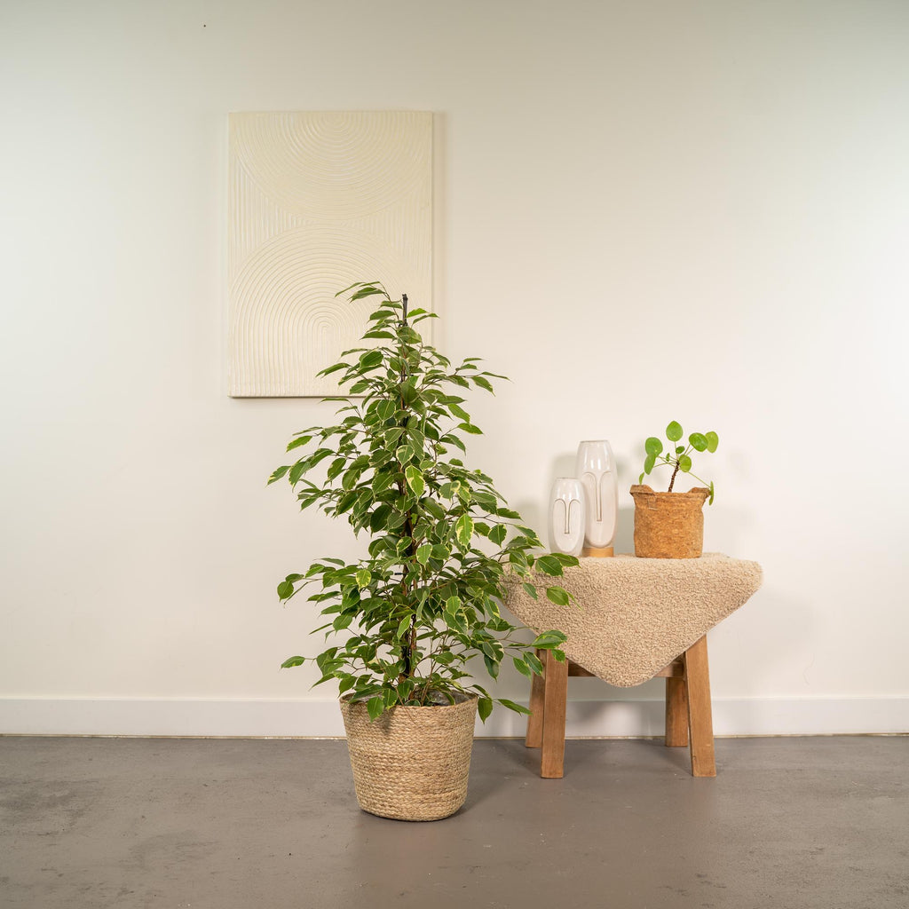 Ficus benjamina Goldenking - Ø21cm - ↕95cm + Korb Selin
