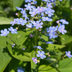24x Brunnera macrophylla - Siberian Bugloss (10-25cm) Bild 6