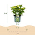 Hortensie Magical Nobless Weiß, 6-10 Blüten, Topf 23cm Bild 3