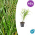 48x Hakonechloa macra - ↕10-25cm - Ø9cm Bild 1