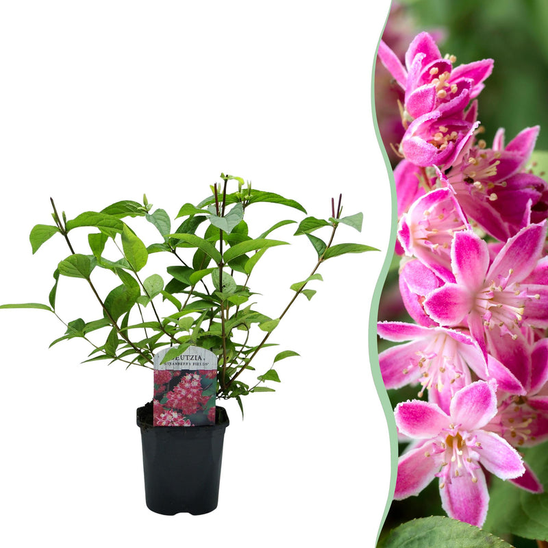 Deutzia hybrida 'Strawberry Fields' - Rosa Blüte, pflegeleicht